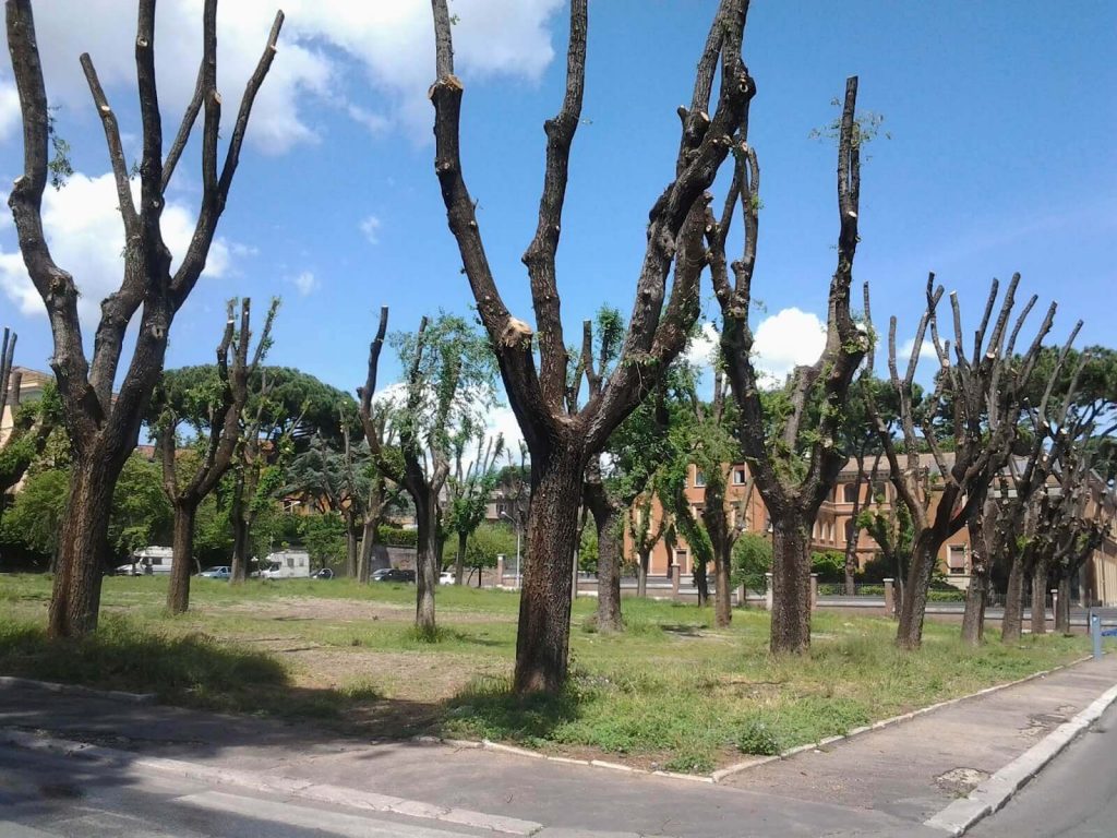 Alberi capitozzati lungo un viale a Roma