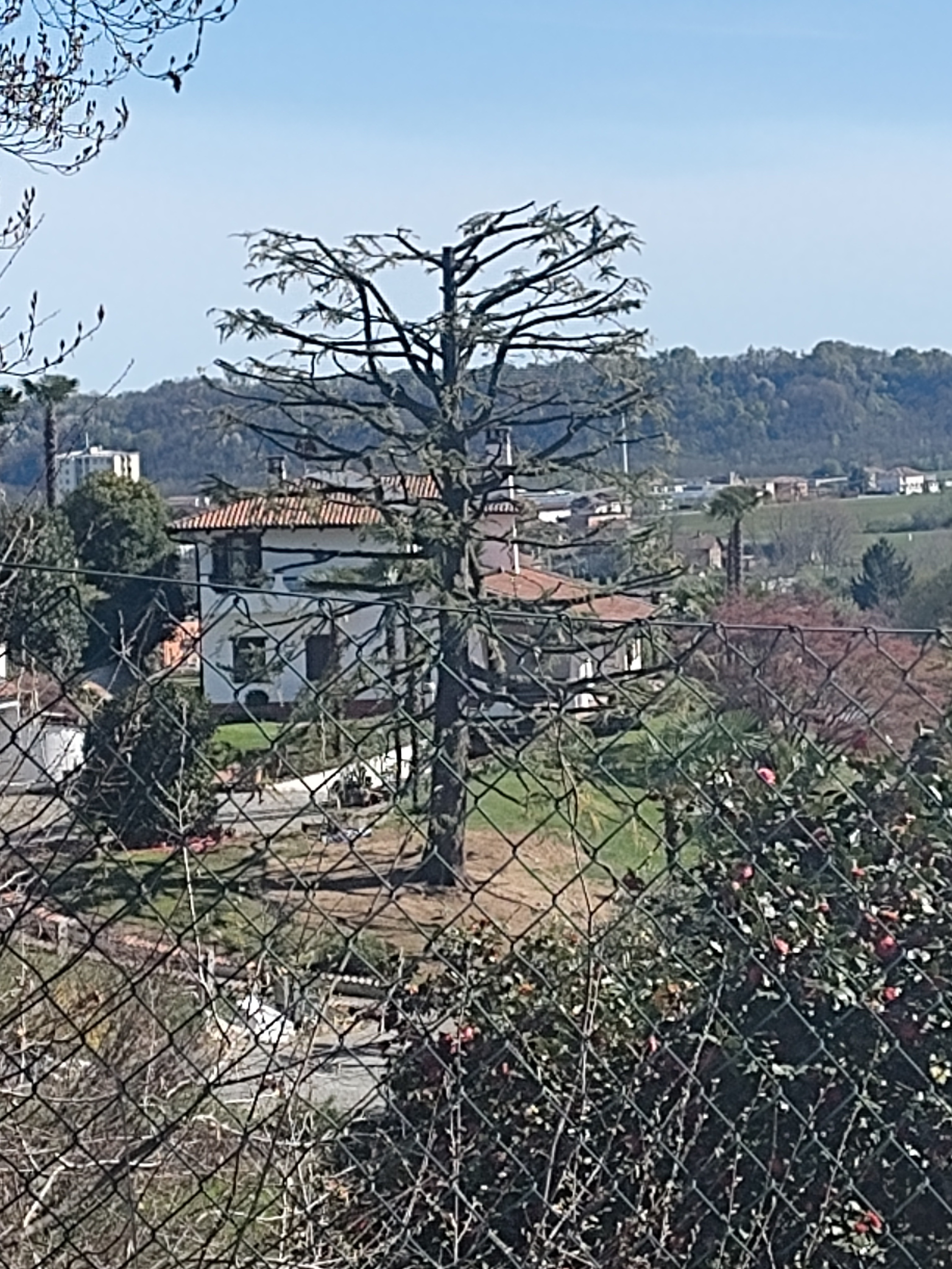 Foto del danno